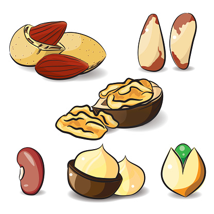 illustration Beans,seed Nuts
