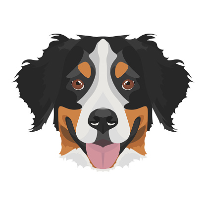 Illustration Bernese Mountain Dog