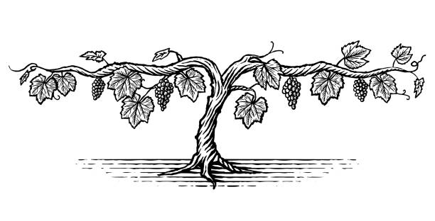 Illustration of a grape vine Hand Dawn illustration of a grape vine with fruit in a vintage style vine plant stock illustrations