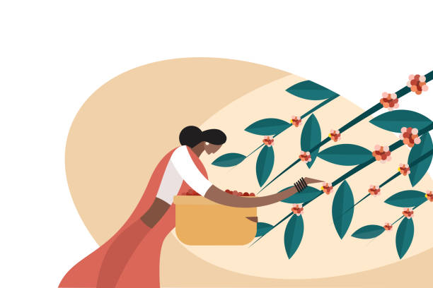 stockillustraties, clipart, cartoons en iconen met illustratie van een vrouw die koffiebonen van de installatie oogst - coffee illustration plukken