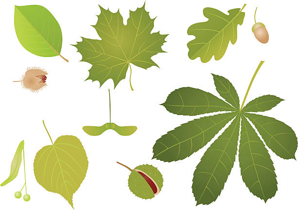 Illustration of an assortment of leaves and seeds Green leaves with fruits. A vector illustration. horse chestnut seed stock illustrations