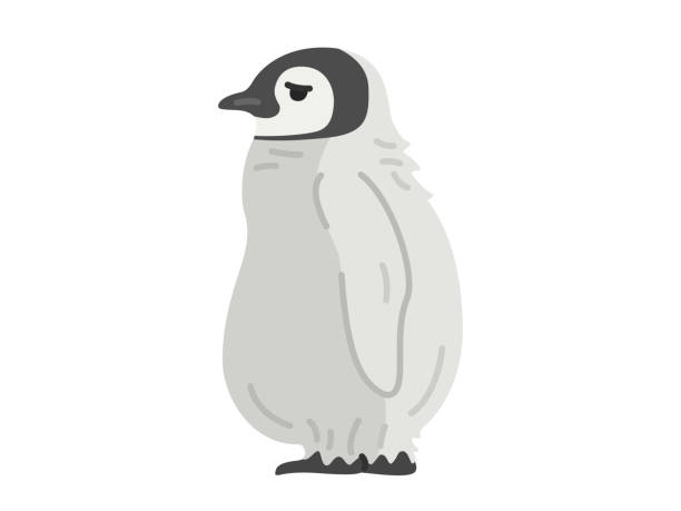 皇帝ペンギン イラスト素材 鳥 キングペンギン イワトビペンギン Istock
