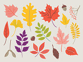 Illustration of assorted autumn leaves — hand-drawn vector elements