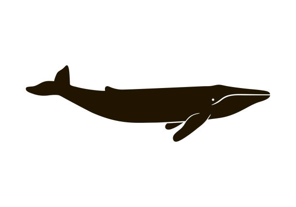 bildbanksillustrationer, clip art samt tecknat material och ikoner med illustration av blåval isolerad på vit bakgrund. realistiska proportioner - blue whale