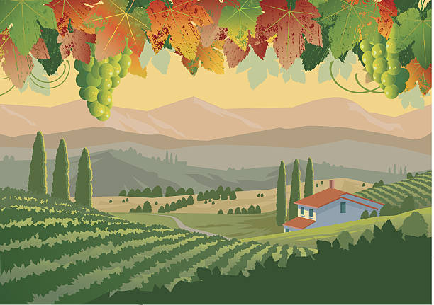 Illustration of colorful Tuscan vineyard landscape Vineyards in Tuscany in early morning with hills, mountains and farmhouse with grape leaves and bunches of grapes in the foreground. Vineyard is complete under silhouette at front. Art in groups and layers for easy editing. italy illustrations stock illustrations