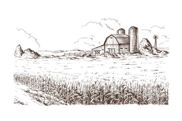 illustration of cornfield grain stalk sketch Hand drawn vector illustration sketch rural landscape field house granary agricultural field illustrations stock illustrations