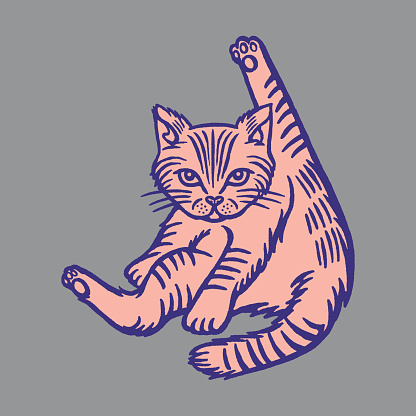 Illustration of domestic cat
