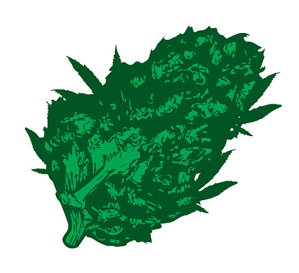 Illustration of green bud, weed, marijuana, dry flower, leaf