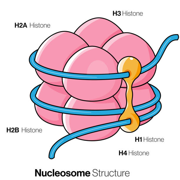 13 Nucleosome Stock Photos, Pictures &amp; Royalty-Free Images - iStock