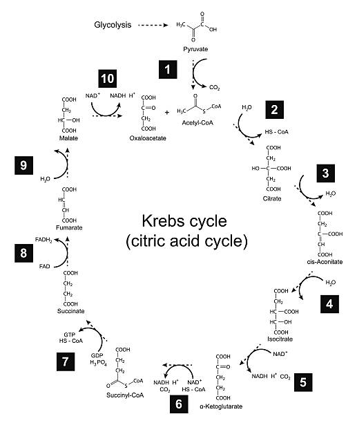 Illustration of Krebs cycle - tricarboxylic acid (citric) cycle vector art illustration