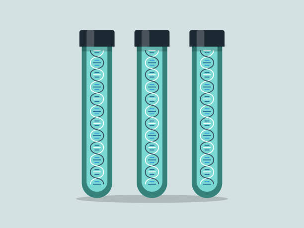 Illustration of laboratory test tubes containing DNA samples Modern flat vector illustration appropriate for a variety of uses including articles and blog posts. Vector artwork is easy to colorize, manipulate, and scales to any size. dna clipart stock illustrations