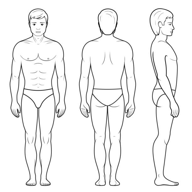 Illustration of male figure Vector illustration of male figure - front, back and side view in outline male likeness stock illustrations