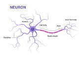 Illustration of neuron anatomy. Structure. Vector infographic (nerve cell axon and myelin sheath)