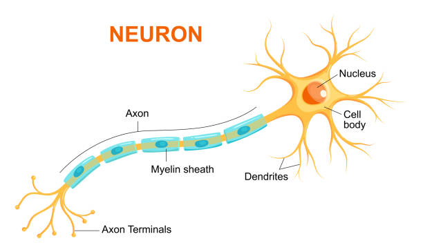 Illustration of neuron anatomy. Vector infographic (Neuron, nerve cell axon and myelin sheath) Illustration of neuron anatomy. Vector infographic (Neuron, nerve cell axon and myelin sheath) human nervous system stock illustrations