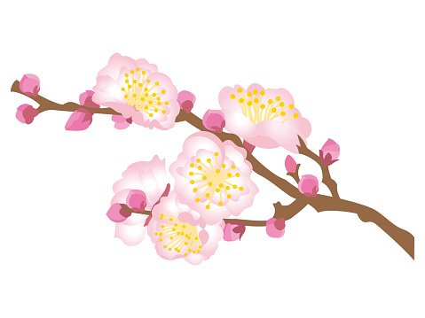 Illustration of plum blossoms. Pink plum blossoms.