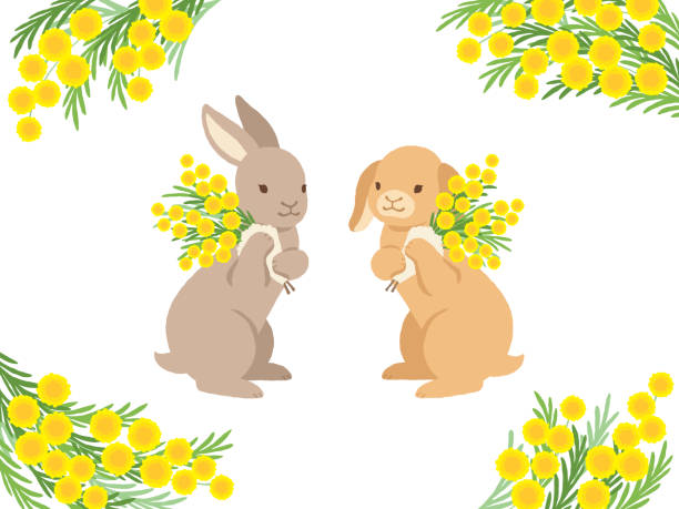 bildbanksillustrationer, clip art samt tecknat material och ikoner med illustration av kaniner med bukett mimosa och fyra hörnram set - dwarf rabbit