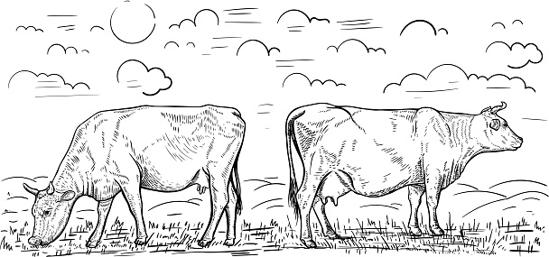 Illustration of two cows that graze in the meadow. Design element for poster, card, banner, emblem. Vector illustration