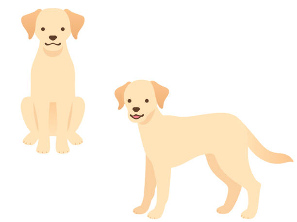 illustrazioni stock, clip art, cartoni animati e icone di tendenza di illustrazione di due cani (seduti di fronte, in piedi) - allevatore