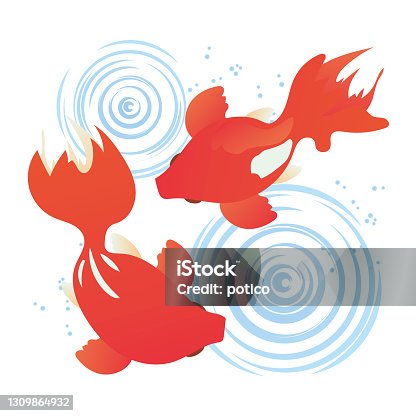 istock Illustration of two swimming goldfish and water ripples 1309864932