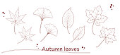 Illustration of various fallen leaves in pen drawing style