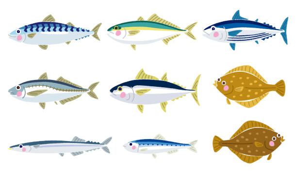illustrazioni stock, clip art, cartoni animati e icone di tendenza di illustrazione di vari pesci di mare - tonnetto