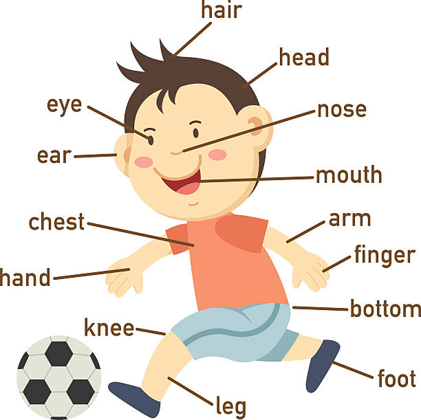 Cartoon Boy Vocabulary Part Of Body Illustrations Royalty Free Vector