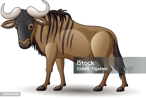 istock Illustration of wildebeest isolated on white background 1129563980