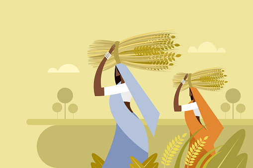 Illustration of women walking with harvested wheat in the agricultural field