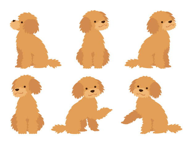 illustrazioni stock, clip art, cartoni animati e icone di tendenza di illustrazione di cani seduti (baroniere) - allevatore
