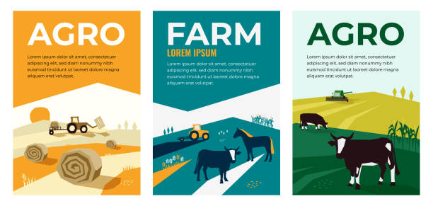 Illustrations of agriculture, farming, livestock Set of vectors with agriculture, farming, livestock, harvest. Illustrations of a tractor, hayfield, haystack rolls, farm animals, cows in pasture, combine harvester. Template for banner, poster, prints corn field stock illustrations