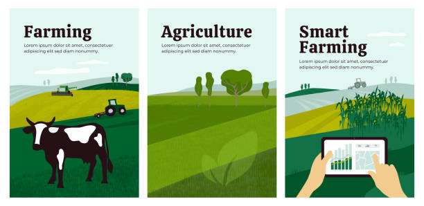 Illustrations of agriculture, smart farming, livestock Set of banners with agriculture, livestock, combine harvester, cow in pasture. Illustration of smart farming of control by tablet. Landscape cornfield and tractor. Backgrounds for poster, flyer, web. corn field stock illustrations