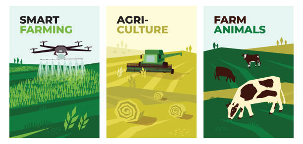 Illustrations of smart farming, agriculture, farm animals Set of vectors with agriculture, harvest, smart farming and farm animals. Illustrations of irrigation drone spraying on field, combine harvester and cows in pasture. Template for poster, banner, print agriculture stock illustrations