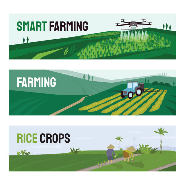Illustrations of smart farming, rice crops, agriculture Set of vectors with agriculture, smart farming and rice crops cultivation. Illustrations of irrigation drone, tractor spraying on field, people working in paddy. Template for poster, banner, flyer, ad drone patterns stock illustrations