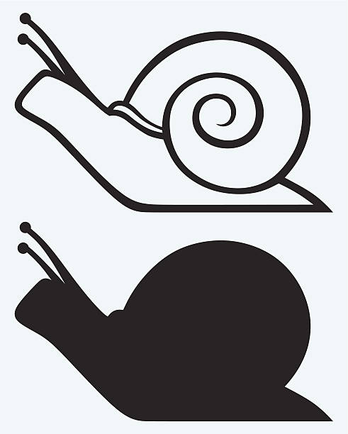 Illustrations of snail cartoons in outline and silhouette Snail isolated on blue background snail stock illustrations