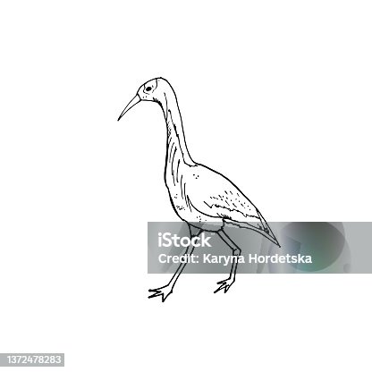 istock Image of a crane in black and white 1372478283