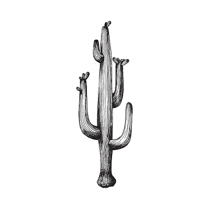 Old vintage style image of cactus with long branches, engraving vector illustration isolated on white background. Desert plant known as cactus or cacti.