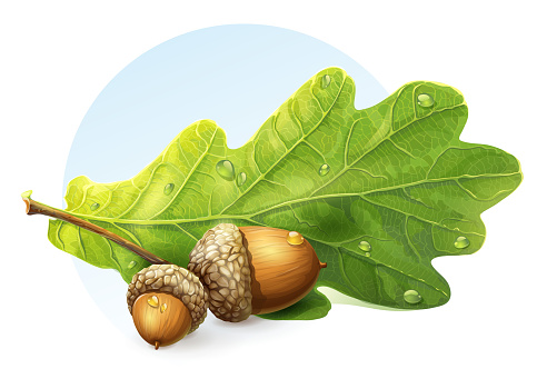 image on white background autumn acorns with green leaf