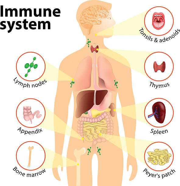 ilustrações de stock, clip art, desenhos animados e ícones de doenças do sistema imunitário - alimentos sistema imunitário
