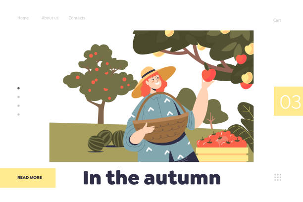 ilustrações de stock, clip art, desenhos animados e ícones de in autumn concept of landning page with woman picking apple harvest in garden - technology picking agriculture
