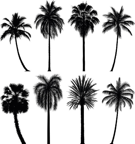 Incredibly Detailed Palm Trees Eight highly detailed palm tree silhouettes. Each leaf has been slavishly traced to give high detail. palm tree stock illustrations