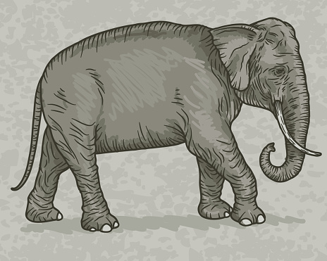 Indian Elephant Vintage Sketch Style