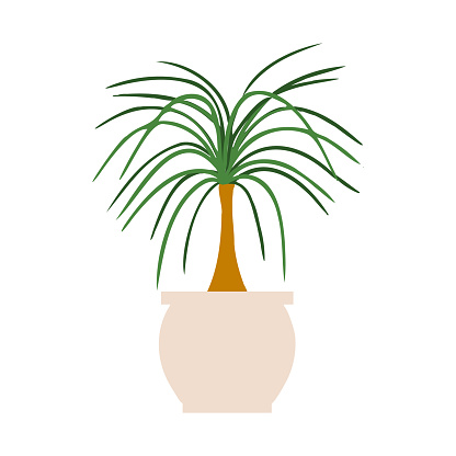 Indoor potted plant ponytail palm illustration