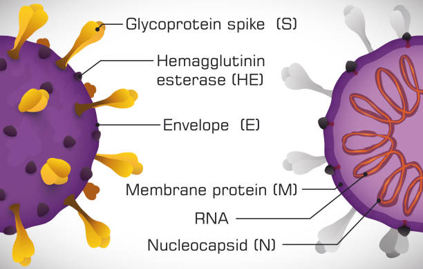 Infographic Depicting the Coronavirus Structure Coronavirus model sliced, one with external part and the other with internal view to show its parts: glycoprotein spike, hemagglutinin esterase, membrane protein, enveloped, nucleocapsid and RNA. spiked stock illustrations