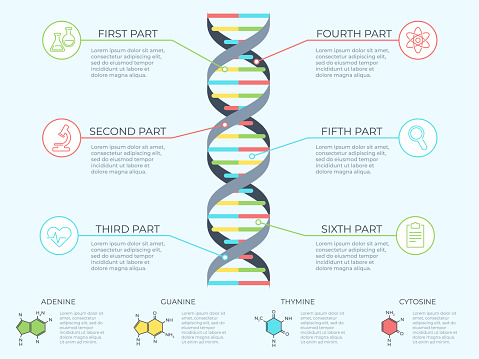 DNA infographic. Genetic spiral, genomic model molecule diagram and adn pattern structure chart vector concept illustration