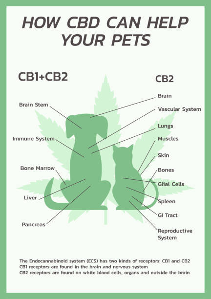 infographic of CBD for pets, cats and dogs vector art illustration