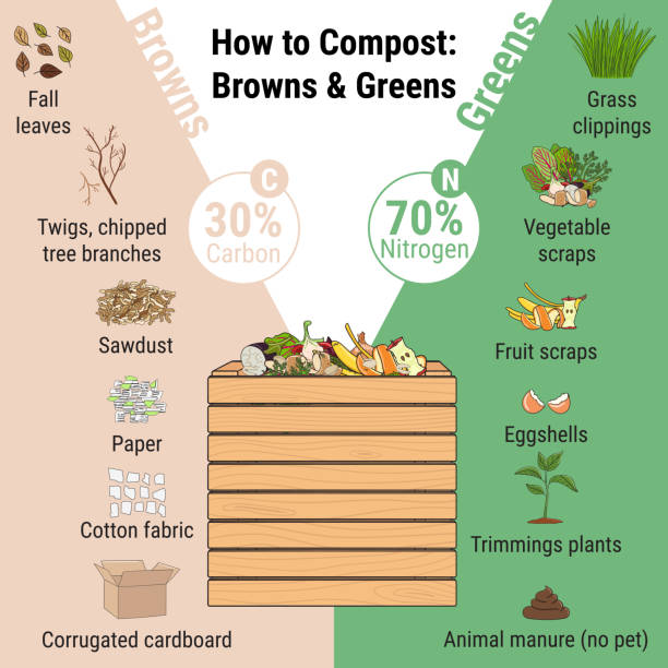 illustrations, cliparts, dessins animés et icônes de infographie du bac de compostage de jardin avec des bouts. ce qu’il y a à composter. rapport vert et musclé pour le compostage. recyclage des déchets organiques. concept de vie durable - compost