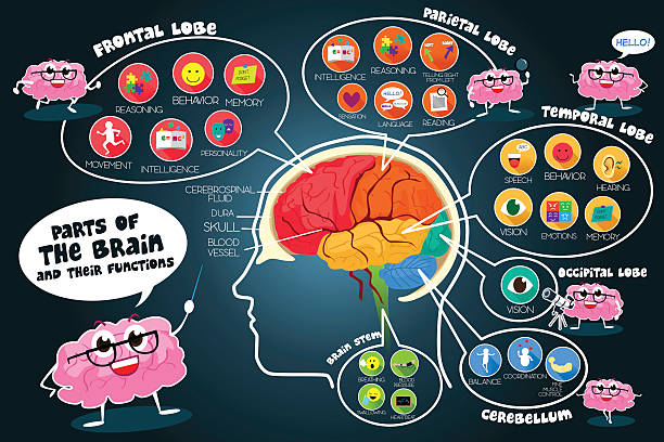 Infographic Parts and Functions of Brain vector art illustration