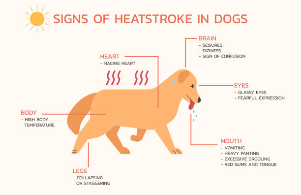 infographic sign of heatstroke symptoms in a dog vector art illustration