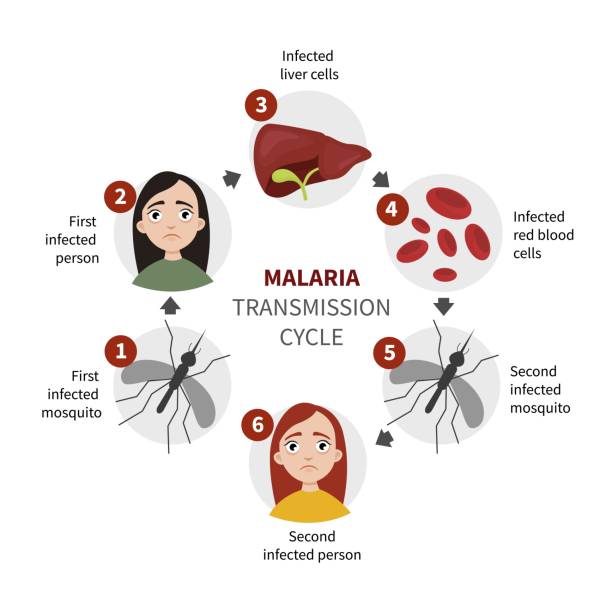 stockillustraties, clipart, cartoons en iconen met infographics cyclus van ontwikkeling van malaria plasmodium. - malaria