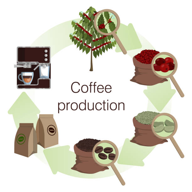 stockillustraties, clipart, cartoons en iconen met infographics. proces en stadia van de koffieproductie. - coffee illustration plukken